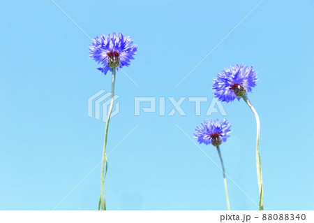 青色のヤグルマ菊 青色のヤグルマ菊 88088340