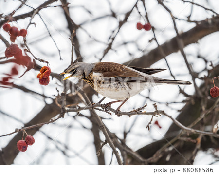 Fieldfare sitting on the bush and feeding on wild red apples in winter or early spring time. 88088586