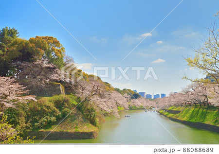 千鳥ヶ淵の満開の桜と青空 88088689