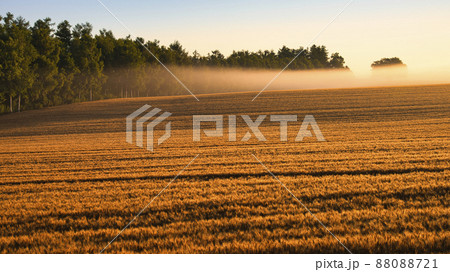 丘の町・美瑛の美しい田園風景 丘の町・美瑛の美しい田園風景 88088721