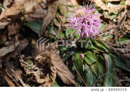春の訪れを告げるように咲くショウジョウバカマ 88089359