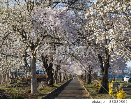 満開の桜　さくら　サクラ　まほろばの緑道 88089362