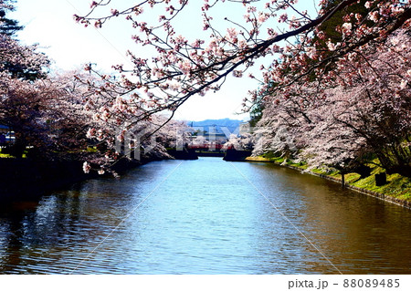 満開の桜と赤い橋 松が岬公園 満開の桜と赤い橋 松が岬公園 88089485