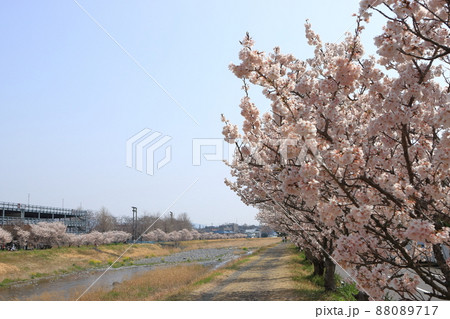 狩川沿いの春めき桜 狩川沿いの春めき桜 88089717