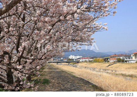 狩川沿いの春めき桜 狩川沿いの春めき桜 88089723