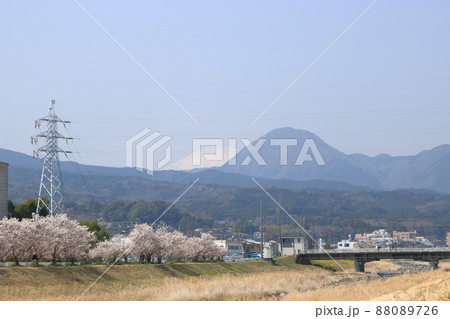 狩川沿いの春めき桜 狩川沿いの春めき桜 88089726