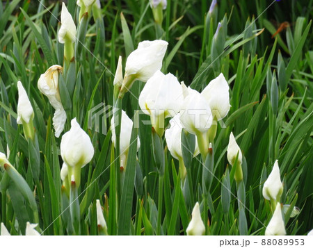 アヤメ科白い花の写真素材 0953