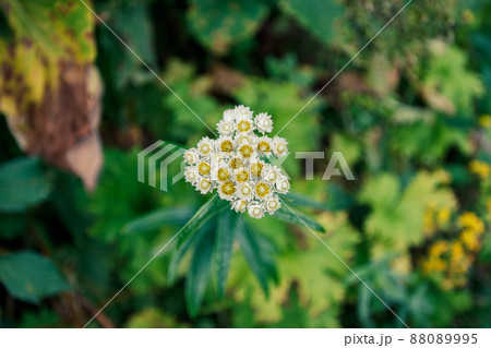 燕岳の登山道に咲いたヤマハハコ 燕岳の登山道に咲いたヤマハハコ 88089995
