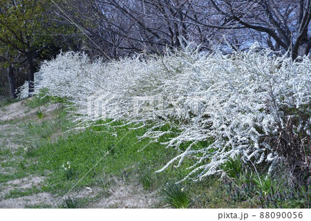 ユキヤナギ 88090056