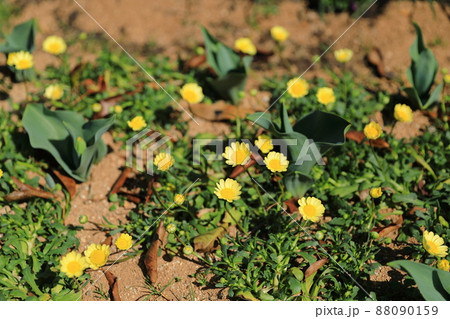 可愛らしい黄色い春の草花 可愛らしい黄色い春の草花 88090159