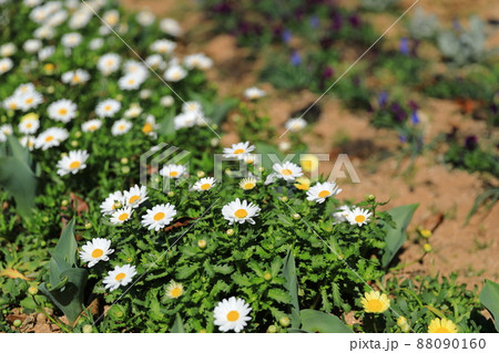 愛らしい花が咲き誇る春の花畑の景色 愛らしい花が咲き誇る春の花畑の景色 88090160