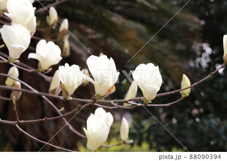 日本の早春の庭に咲く白いハクモクレンの花 88090394