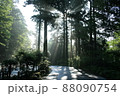 早朝の森林(薄明光線) 早朝の森林(薄明光線) 88090754