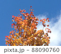 紅葉と青空 紅葉と青空 88090760