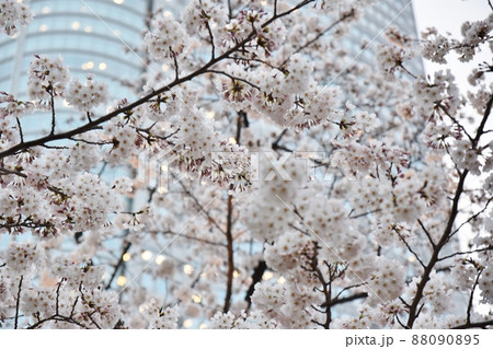 六本木の桜 東京 六本木の桜 東京 88090895