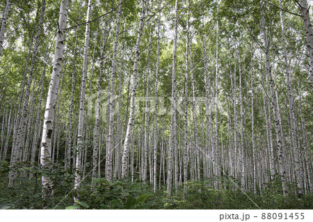風景 森 白樺 88091455
