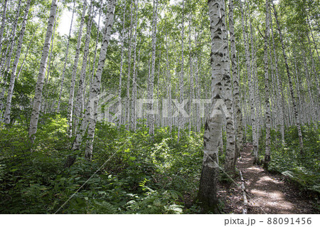 森 白樺 森林 88091456