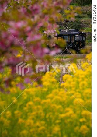 たまミュージアム電車 和歌山電鐵 和歌山県和歌山市 たまミュージアム電車 和歌山電鐵 和歌山県和歌山市 88091493