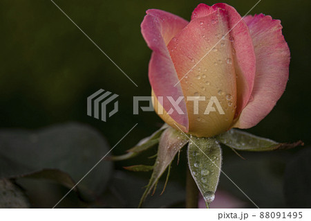 バラ バラの花 露 88091495