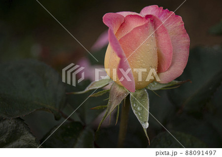 バラ バラの花 露 88091497