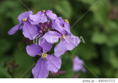 日本の春の庭に咲くムラサキハナナ(オオアラセイトウ)の紫色の花 日本の春の庭に咲くムラサキハナナ(オオアラセイトウ)の紫色の花 88091553