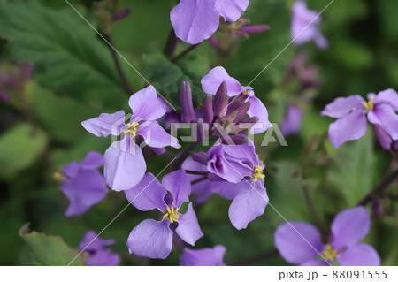 日本の春の庭に咲くムラサキハナナ(オオアラセイトウ)の紫色の花 日本の春の庭に咲くムラサキハナナ(オオアラセイトウ)の紫色の花 88091555