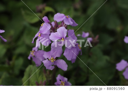 日本の春の庭に咲くムラサキハナナ(オオアラセイトウ)の紫色の花 日本の春の庭に咲くムラサキハナナ(オオアラセイトウ)の紫色の花 88091560