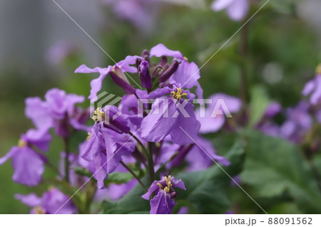 日本の春の庭に咲くムラサキハナナ オオアラセイトウ の紫色の花の写真素材
