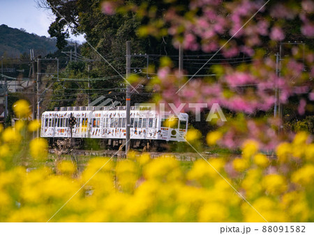 春爛漫 たま電車 和歌山電鐵 和歌山県和歌山市 春爛漫 たま電車 和歌山電鐵 和歌山県和歌山市 88091582