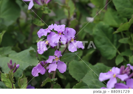 日本の春の庭に咲くムラサキハナナ(オオアラセイトウ)の紫色の花 日本の春の庭に咲くムラサキハナナ(オオアラセイトウ)の紫色の花 88091729