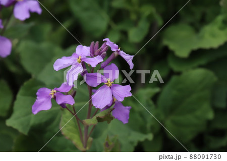 日本の春の庭に咲くムラサキハナナ（オオアラセイトウ）の紫色の花 88091730