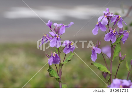日本の春の庭に咲くムラサキハナナ(オオアラセイトウ)の紫色の花 日本の春の庭に咲くムラサキハナナ(オオアラセイトウ)の紫色の花 88091731