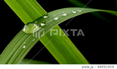 close-up water drop on lush green foliage after rainning. close-up water drop on lush green foliage after rainning. 88091858