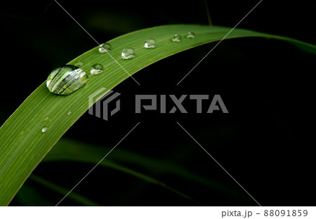 close-up water drop on lush green foliage after rainning. close-up water drop on lush green foliage after rainning. 88091859