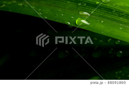 close-up water drop on lush green foliage after rainning. close-up water drop on lush green foliage after rainning. 88091860