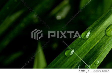 close-up water drop on lush green foliage after rainning. close-up water drop on lush green foliage after rainning. 88091862