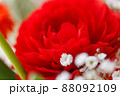 赤いカーネーションとカスミソウ クローズアップ 88092109
