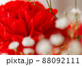 赤いカーネーションとカスミソウ クローズアップ 88092111