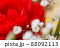 赤いカーネーションとカスミソウ クローズアップ 88092113