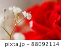 赤いカーネーションとカスミソウ クローズアップ 88092114