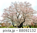 一本の桜の木 88092132