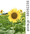 ヒマワリ 88092256