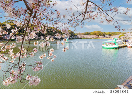 快晴の明石公園内の桜とスワンボート 88092341