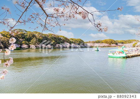 快晴の明石公園内の桜とスワンボート 88092343