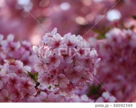 《静岡県河津町》満開の河津桜 《静岡県河津町》満開の河津桜 88092389