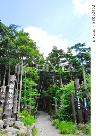 長野県佐久穂町 白駒の池入口と夏空 長野県佐久穂町 白駒の池入口と夏空 88092452