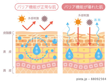 肌の構造_バリア機能 肌の構造_バリア機能 88092564