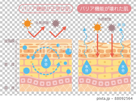 Skin structure - Barrier function 88092564