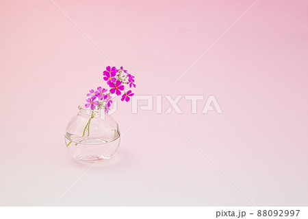 テーブルフォトー花の写真素材 [88092997] - PIXTA