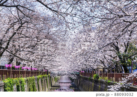 東京都　目黒川　満開の桜 88093032